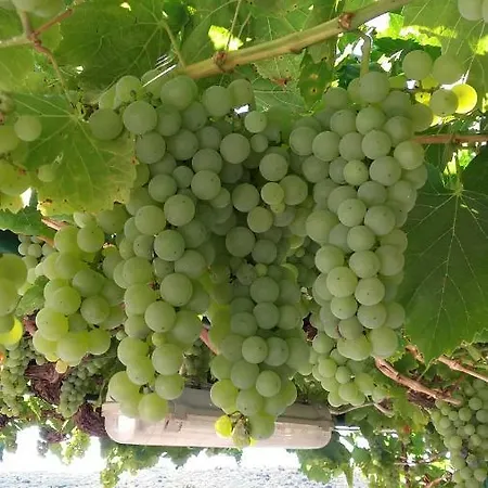 Lana Apartament Banjole